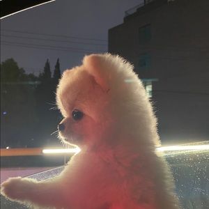 Meet your Posher, Yanran